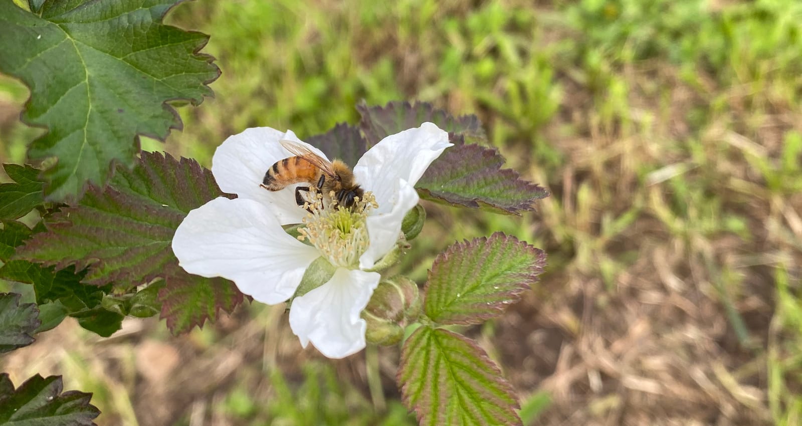 A honey bee working a white flower on the orchard