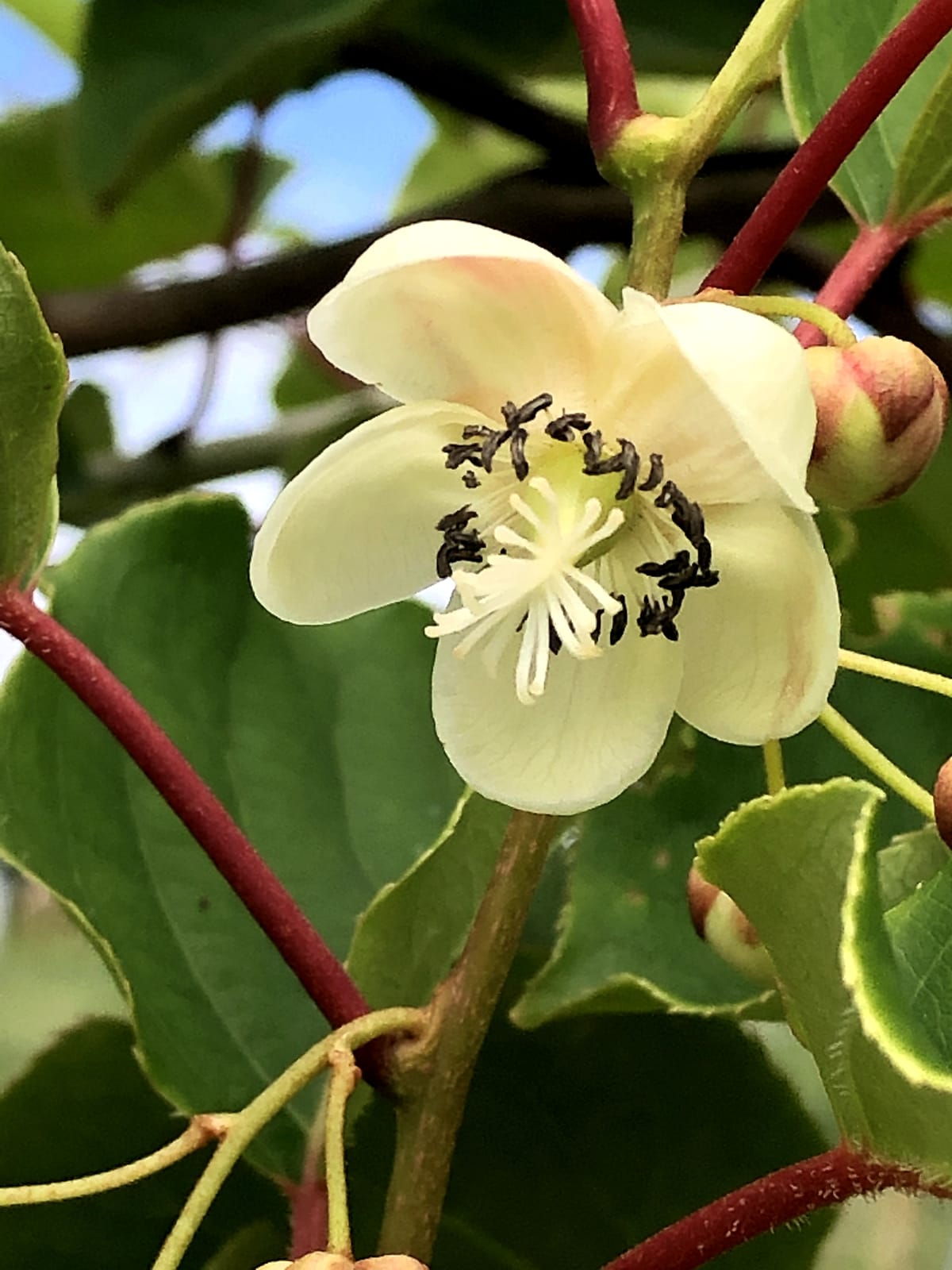 A kiwiberry flower, white with dark anthers, on a red stem