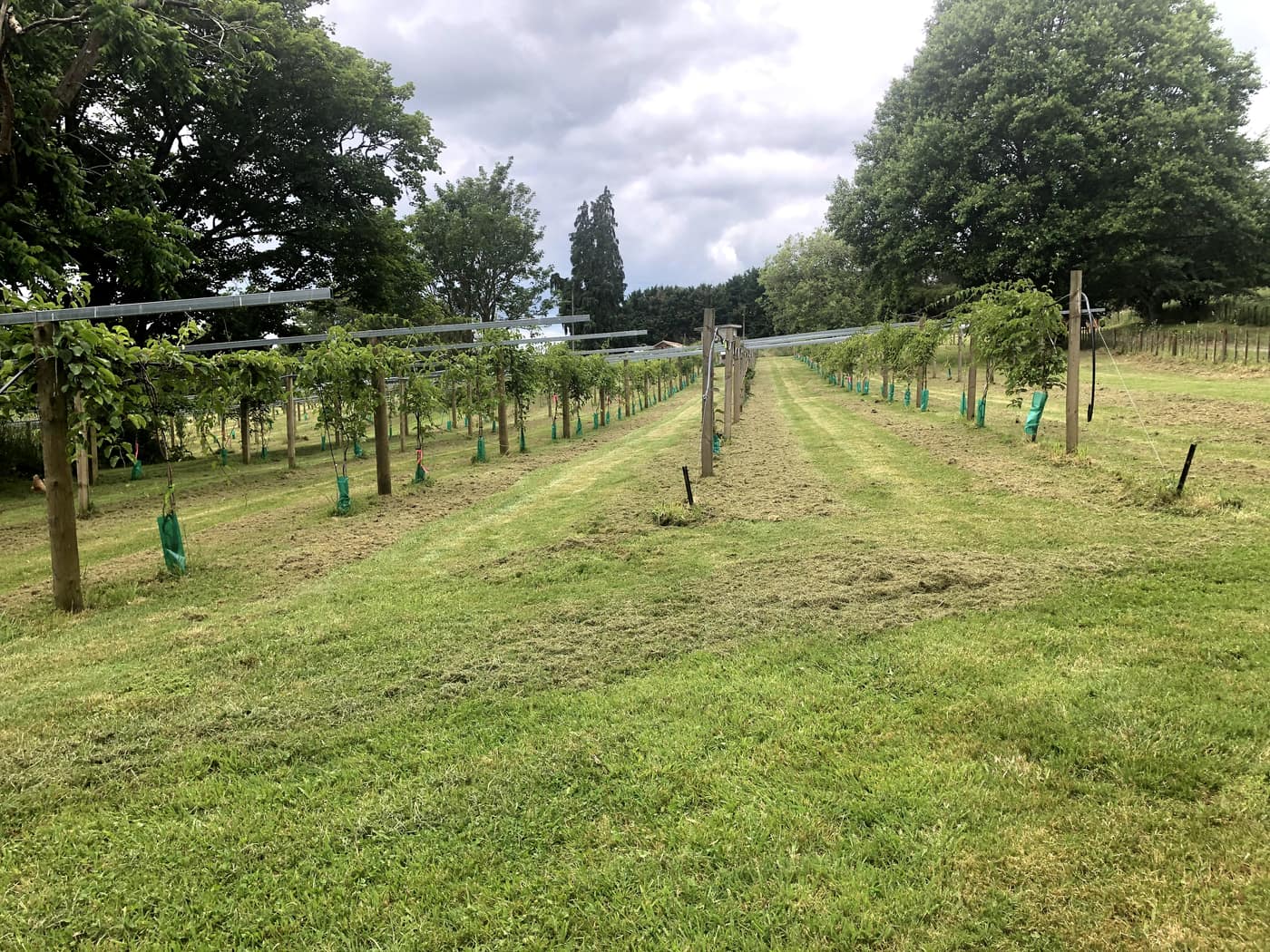 Rows of trellised kiwiberry vines running away from the camera